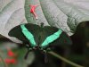 Emerald Swallowtail - Papilio Palinurus