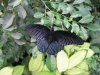 Great Mormon - Papilio Memnon