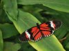 Postman Butterfly - Heliconius Melpomene