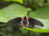 Scarlet Mormon - Papilio Rumanzovia