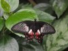 Common Mormon - Papilio Polytes