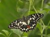 Lime Butterfly - Papilio Demoleus