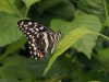 Lime Butterfly - Papilio Demoleus