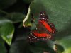 Scarlet Peacock Butterfly - Anartia Amathea